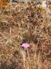 Flower and sere gras by Tim Hgele